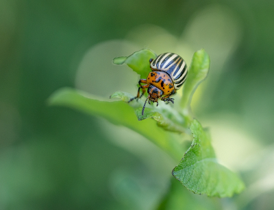 <i class='fa fa-user'></i>&nbsp;Tim Oord&nbsp;|  Coloradokever&nbsp; <i class='fa fa-eye'>&nbsp;63</i> &nbsp;<i class='fa fa-thumbs-up'>&nbsp;8</i> &nbsp; <i class='fa fa-comment-o'>&nbsp;4</i>