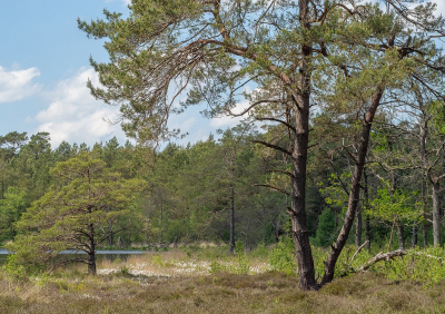 <i class='fa fa-user'></i>&nbsp;Tim Oord&nbsp;|  Bosven&nbsp; <i class='fa fa-eye'>&nbsp;67</i> &nbsp;<i class='fa fa-thumbs-up'>&nbsp;2</i> &nbsp; <i class='fa fa-comment-o'>&nbsp;3</i>