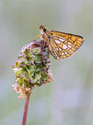 <i class='fa fa-user'></i>&nbsp;Mignon-Creative&nbsp;|  Bont Dikkopje&nbsp; <i class='fa fa-eye'>&nbsp;65</i> &nbsp;<i class='fa fa-thumbs-up'>&nbsp;2</i> &nbsp; <i class='fa fa-comment-o'>&nbsp;0</i>