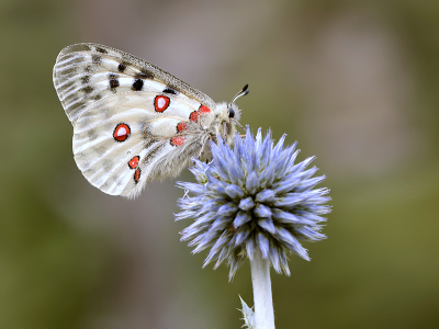 <i class='fa fa-user'></i>&nbsp;Mignon-Creative&nbsp;|  Apollovlinder&nbsp; <i class='fa fa-eye'>&nbsp;119</i> &nbsp;<i class='fa fa-thumbs-up'>&nbsp;15</i> &nbsp; <i class='fa fa-comment-o'>&nbsp;6</i>