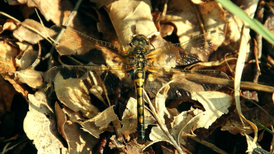 <i class='fa fa-user'></i>&nbsp;Thyrza&nbsp;|  Noordse Witsnuitlibel&nbsp; <i class='fa fa-eye'>&nbsp;70</i> &nbsp; <i class='fa fa-comment-o'>&nbsp;1</i>