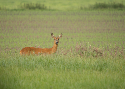 <i class='fa fa-user'></i>&nbsp;Truus Aletta Maan&nbsp;|  Ree&nbsp; <i class='fa fa-eye'>&nbsp;61</i> &nbsp;<i class='fa fa-thumbs-up'>&nbsp;1</i> &nbsp; <i class='fa fa-comment-o'>&nbsp;6</i>