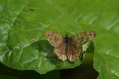 <i class='fa fa-user'></i>&nbsp;nelappelmelk&nbsp;|  Bont Zandoogje&nbsp; <i class='fa fa-eye'>&nbsp;58</i> &nbsp; <i class='fa fa-comment-o'>&nbsp;3</i>