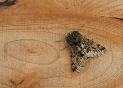 <i class='fa fa-user'></i>&nbsp;Ad Sprang&nbsp;|  Voorjaarsspanner&nbsp; <i class='fa fa-eye'>&nbsp;60</i> &nbsp;<i class='fa fa-thumbs-up'>&nbsp;2</i> &nbsp; <i class='fa fa-comment-o'>&nbsp;3</i>