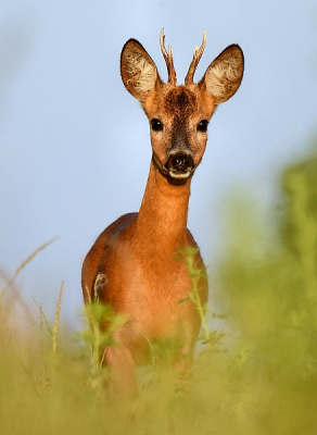 <i class='fa fa-user'></i>&nbsp;robert-jan&nbsp;|  Ree&nbsp; <i class='fa fa-eye'>&nbsp;87</i> &nbsp;<i class='fa fa-thumbs-up'>&nbsp;1</i> &nbsp; <i class='fa fa-comment-o'>&nbsp;1</i>