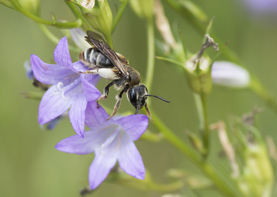 Ongemaaide bermen langsheen de Vlaams-Brabantse leemplateaus herbergen redelijk wat rapunzelklokjes in juni. Na hard zoeken vond ik n &#9792; van deze zeldzame soort die uitsluitend op deze planten foerageert.