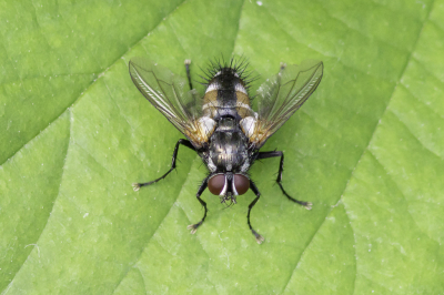 <i class='fa fa-user'></i>&nbsp;Martin Verbeeten&nbsp;|  Thelaira solivaga&nbsp; <i class='fa fa-eye'>&nbsp;50</i> &nbsp;<i class='fa fa-thumbs-up'>&nbsp;1</i> &nbsp; <i class='fa fa-comment-o'>&nbsp;2</i>