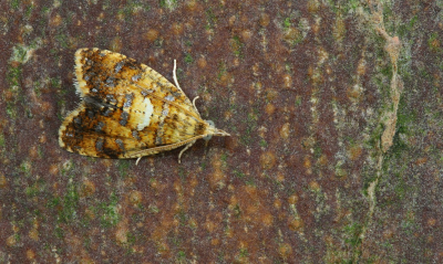 <i class='fa fa-user'></i>&nbsp;Robert Rodenburg&nbsp;|  Zilvervlekbladroller&nbsp; <i class='fa fa-eye'>&nbsp;80</i> &nbsp;<i class='fa fa-thumbs-up'>&nbsp;7</i> &nbsp; <i class='fa fa-comment-o'>&nbsp;11</i>