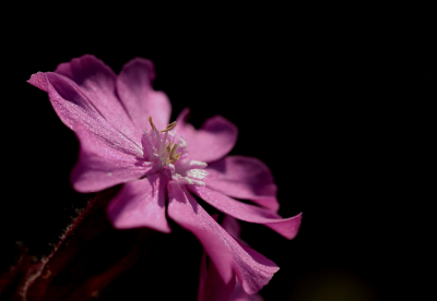 <i class='fa fa-user'></i>&nbsp;rixte&nbsp;|  Dagkoekoeksbloem&nbsp; <i class='fa fa-eye'>&nbsp;56</i> &nbsp;<i class='fa fa-thumbs-up'>&nbsp;4</i> &nbsp; <i class='fa fa-comment-o'>&nbsp;5</i>