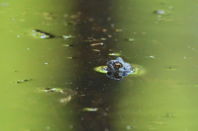 <i class='fa fa-user'></i>&nbsp;mauritskoenen48&nbsp;|  Gewone Pad&nbsp; <i class='fa fa-eye'>&nbsp;77</i> &nbsp; <i class='fa fa-comment-o'>&nbsp;2</i>