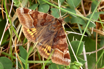 <i class='fa fa-user'></i>&nbsp;A. Soeting&nbsp;|  Bruine Daguil&nbsp; <i class='fa fa-eye'>&nbsp;48</i> &nbsp; <i class='fa fa-comment-o'>&nbsp;5</i>