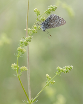 <i class='fa fa-user'></i>&nbsp;Johan van Gurp&nbsp;|  Icarusblauwtje&nbsp; <i class='fa fa-eye'>&nbsp;54</i> &nbsp;<i class='fa fa-thumbs-up'>&nbsp;1</i> &nbsp; <i class='fa fa-comment-o'>&nbsp;1</i>