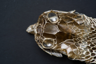 <i class='fa fa-user'></i>&nbsp;Ties Niehof&nbsp;|  Ringslang&nbsp; <i class='fa fa-eye'>&nbsp;108</i> &nbsp;<i class='fa fa-thumbs-up'>&nbsp;1</i> &nbsp; <i class='fa fa-comment-o'>&nbsp;3</i>