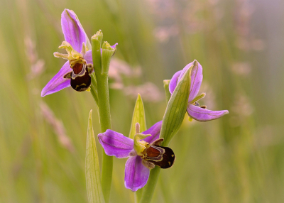 <i class='fa fa-user'></i>&nbsp;Nel R&nbsp;|  Bijenorchis&nbsp; <i class='fa fa-eye'>&nbsp;74</i> &nbsp;<i class='fa fa-thumbs-up'>&nbsp;3</i> &nbsp; <i class='fa fa-comment-o'>&nbsp;5</i>