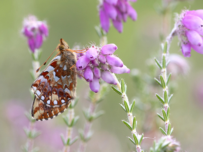 <i class='fa fa-user'></i>&nbsp;Mignon-Creative&nbsp;|  Veenbesparelmoervlinder&nbsp; <i class='fa fa-eye'>&nbsp;98</i> &nbsp;<i class='fa fa-thumbs-up'>&nbsp;6</i> &nbsp; <i class='fa fa-comment-o'>&nbsp;5</i>