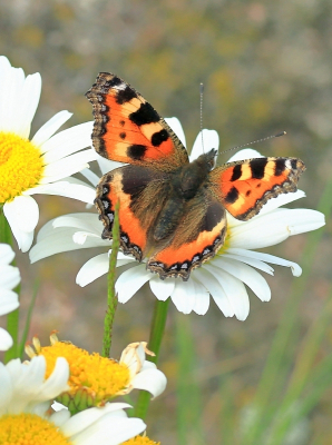 <i class='fa fa-user'></i>&nbsp;Tineke Strijbosch&nbsp;|  Kleine Vos&nbsp; <i class='fa fa-eye'>&nbsp;63</i> &nbsp;<i class='fa fa-thumbs-up'>&nbsp;3</i> &nbsp; <i class='fa fa-comment-o'>&nbsp;5</i>