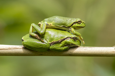 <i class='fa fa-user'></i>&nbsp;Bertus&nbsp;|  Europese Boomkikker&nbsp; <i class='fa fa-eye'>&nbsp;120</i> &nbsp;<i class='fa fa-thumbs-up'>&nbsp;9</i> &nbsp; <i class='fa fa-comment-o'>&nbsp;5</i>