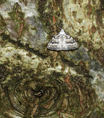 <i class='fa fa-user'></i>&nbsp;Meindert&nbsp;|  Licht Visstaartje&nbsp; <i class='fa fa-eye'>&nbsp;51</i> &nbsp; <i class='fa fa-comment-o'>&nbsp;1</i>