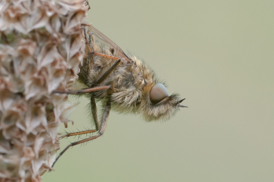 <i class='fa fa-user'></i>&nbsp;Johan van Gurp&nbsp;|  Gewone Viltvlieg&nbsp; <i class='fa fa-eye'>&nbsp;51</i> &nbsp;<i class='fa fa-thumbs-up'>&nbsp;2</i> &nbsp; <i class='fa fa-comment-o'>&nbsp;4</i>