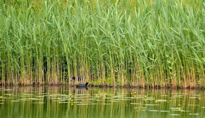 <i class='fa fa-user'></i>&nbsp;hesterb&nbsp;|  Romantische stijl vijver Elswout met nuttige rietkraag. Staatbosbeheer&nbsp; <i class='fa fa-eye'>&nbsp;65</i> &nbsp; <i class='fa fa-comment-o'>&nbsp;1</i>