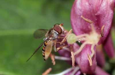 <i class='fa fa-user'></i>&nbsp;rixte&nbsp;|  Snorzweefvlieg&nbsp; <i class='fa fa-eye'>&nbsp;47</i> &nbsp; <i class='fa fa-comment-o'>&nbsp;1</i>