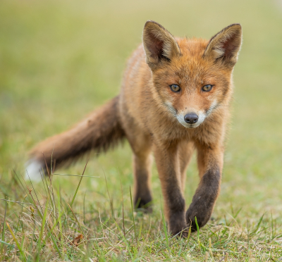 <i class='fa fa-user'></i>&nbsp;pietwil&nbsp;|  Vos&nbsp; <i class='fa fa-eye'>&nbsp;109</i> &nbsp;<i class='fa fa-thumbs-up'>&nbsp;3</i> &nbsp; <i class='fa fa-comment-o'>&nbsp;4</i>