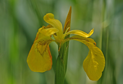 <i class='fa fa-user'></i>&nbsp;Cor&nbsp;|  Gele Lis&nbsp; <i class='fa fa-eye'>&nbsp;72</i> &nbsp;<i class='fa fa-thumbs-up'>&nbsp;5</i> &nbsp; <i class='fa fa-comment-o'>&nbsp;9</i>