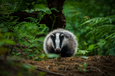 <i class='fa fa-user'></i>&nbsp;Geert_Nijboer&nbsp;|  Das&nbsp; <i class='fa fa-eye'>&nbsp;182</i> &nbsp;<i class='fa fa-thumbs-up'>&nbsp;8</i> &nbsp; <i class='fa fa-comment-o'>&nbsp;9</i>