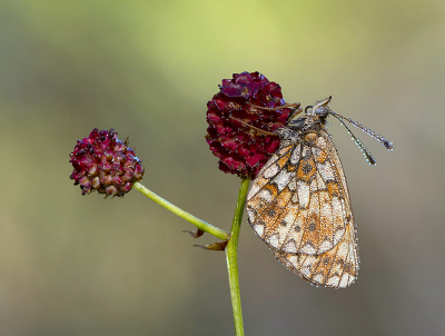 <i class='fa fa-user'></i>&nbsp;Mignon-Creative&nbsp;|  Zilveren Maan&nbsp; <i class='fa fa-eye'>&nbsp;88</i> &nbsp;<i class='fa fa-thumbs-up'>&nbsp;8</i> &nbsp; <i class='fa fa-comment-o'>&nbsp;6</i>