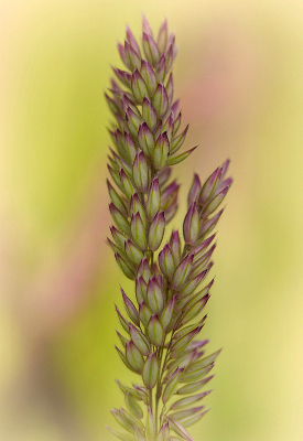 <i class='fa fa-user'></i>&nbsp;Nel R&nbsp;|  Gestreepte Witbol&nbsp; <i class='fa fa-eye'>&nbsp;67</i> &nbsp;<i class='fa fa-thumbs-up'>&nbsp;9</i> &nbsp; <i class='fa fa-comment-o'>&nbsp;8</i>