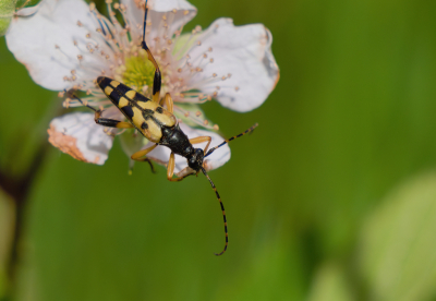 <i class='fa fa-user'></i>&nbsp;janvangastel&nbsp;|  Geringelde Smalboktor&nbsp; <i class='fa fa-eye'>&nbsp;54</i> &nbsp;<i class='fa fa-thumbs-up'>&nbsp;1</i> &nbsp; <i class='fa fa-comment-o'>&nbsp;0</i>