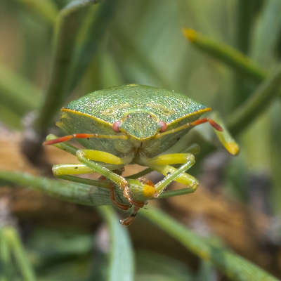 Bij Macrofotografie probeer ik zoveel mogelijk om een standpunt van bovenaf te voorkomen en mijn voorkeur is om op ooghoogte te fotograferen.