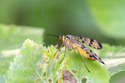 <i class='fa fa-user'></i>&nbsp;harrie69&nbsp;|  Duitse Schorpioenvlieg&nbsp; <i class='fa fa-eye'>&nbsp;52</i> &nbsp;<i class='fa fa-thumbs-up'>&nbsp;1</i> &nbsp; <i class='fa fa-comment-o'>&nbsp;2</i>