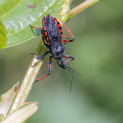 <i class='fa fa-user'></i>&nbsp;harrie69&nbsp;|  Geringde Roofwants&nbsp; <i class='fa fa-eye'>&nbsp;67</i> &nbsp;<i class='fa fa-thumbs-up'>&nbsp;1</i> &nbsp; <i class='fa fa-comment-o'>&nbsp;6</i>