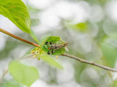 <i class='fa fa-user'></i>&nbsp;Tim Oord&nbsp;|  Gewone Schorpioenvlieg&nbsp; <i class='fa fa-eye'>&nbsp;67</i> &nbsp;<i class='fa fa-thumbs-up'>&nbsp;3</i> &nbsp; <i class='fa fa-comment-o'>&nbsp;4</i>