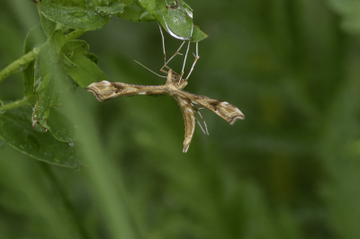 <i class='fa fa-user'></i>&nbsp;Martin Verbeeten&nbsp;|  Zandvedermot&nbsp; <i class='fa fa-eye'>&nbsp;51</i> &nbsp;<i class='fa fa-thumbs-up'>&nbsp;2</i> &nbsp; <i class='fa fa-comment-o'>&nbsp;5</i>