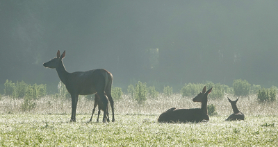 <i class='fa fa-user'></i>&nbsp;nelappelmelk&nbsp;|  Edelhert&nbsp; <i class='fa fa-eye'>&nbsp;115</i> &nbsp;<i class='fa fa-thumbs-up'>&nbsp;4</i> &nbsp; <i class='fa fa-comment-o'>&nbsp;12</i>