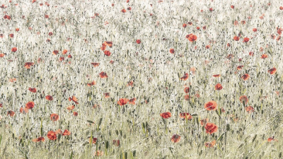 <i class='fa fa-user'></i>&nbsp;Johan van Gurp&nbsp;|  Grote Klaproos&nbsp; <i class='fa fa-eye'>&nbsp;137</i> &nbsp;<i class='fa fa-thumbs-up'>&nbsp;9</i> &nbsp; <i class='fa fa-comment-o'>&nbsp;13</i>