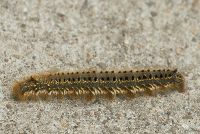 <i class='fa fa-user'></i>&nbsp;Truus Aletta Maan&nbsp;|  Rietvink&nbsp; <i class='fa fa-eye'>&nbsp;60</i> &nbsp;<i class='fa fa-thumbs-up'>&nbsp;1</i> &nbsp; <i class='fa fa-comment-o'>&nbsp;4</i>