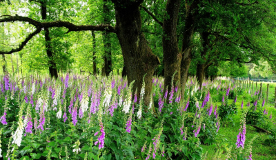 <i class='fa fa-user'></i>&nbsp;B.M.Schouten-Ruis&nbsp;|  Landschap&nbsp; <i class='fa fa-eye'>&nbsp;98</i> &nbsp; <i class='fa fa-comment-o'>&nbsp;6</i>