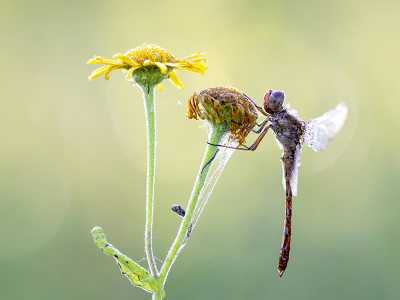 <i class='fa fa-user'></i>&nbsp;Mignon-Creative&nbsp;|  Zuidelijke Heidelibel&nbsp; <i class='fa fa-eye'>&nbsp;67</i> &nbsp;<i class='fa fa-thumbs-up'>&nbsp;3</i> &nbsp; <i class='fa fa-comment-o'>&nbsp;4</i>