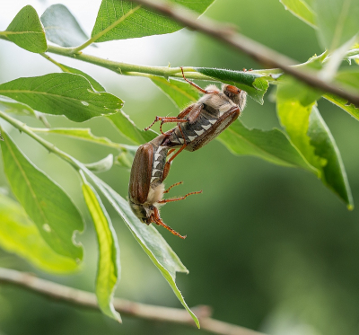 <i class='fa fa-user'></i>&nbsp;Tim Oord&nbsp;|  Gewone Meikever&nbsp; <i class='fa fa-eye'>&nbsp;56</i> &nbsp;<i class='fa fa-thumbs-up'>&nbsp;1</i> &nbsp; <i class='fa fa-comment-o'>&nbsp;2</i>