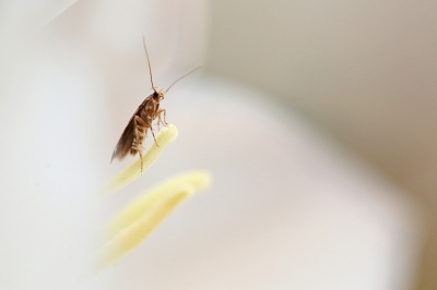 <i class='fa fa-user'></i>&nbsp;Pieter  LJ&nbsp;|  Basterdwederikpeulmot&nbsp; <i class='fa fa-eye'>&nbsp;60</i> &nbsp;<i class='fa fa-thumbs-up'>&nbsp;4</i> &nbsp; <i class='fa fa-comment-o'>&nbsp;5</i>