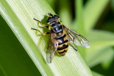 <i class='fa fa-user'></i>&nbsp;Louis56&nbsp;|  Doodskopzweefvlieg&nbsp; <i class='fa fa-eye'>&nbsp;43</i> &nbsp; <i class='fa fa-comment-o'>&nbsp;0</i>