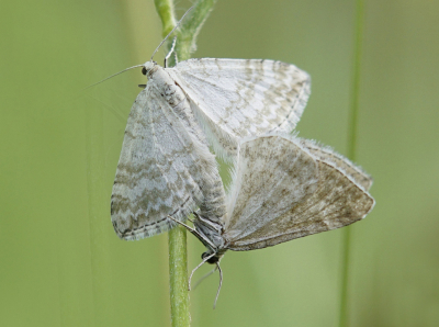 <i class='fa fa-user'></i>&nbsp;Nel R&nbsp;|  Ratelaarspanner&nbsp; <i class='fa fa-eye'>&nbsp;53</i> &nbsp;<i class='fa fa-thumbs-up'>&nbsp;7</i> &nbsp; <i class='fa fa-comment-o'>&nbsp;5</i>