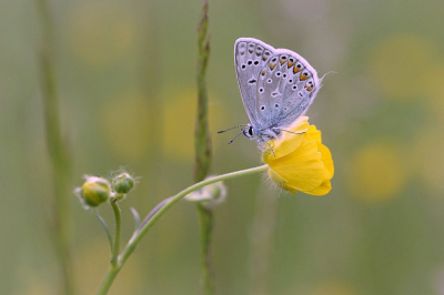 <i class='fa fa-user'></i>&nbsp;Nel R&nbsp;|  Icarusblauwtje&nbsp; <i class='fa fa-eye'>&nbsp;59</i> &nbsp;<i class='fa fa-thumbs-up'>&nbsp;7</i> &nbsp; <i class='fa fa-comment-o'>&nbsp;2</i>