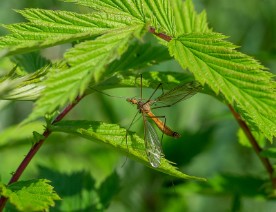 <i class='fa fa-user'></i>&nbsp;Tim Oord&nbsp;|  Tipula fascipennis&nbsp; <i class='fa fa-eye'>&nbsp;44</i> &nbsp; <i class='fa fa-comment-o'>&nbsp;3</i>