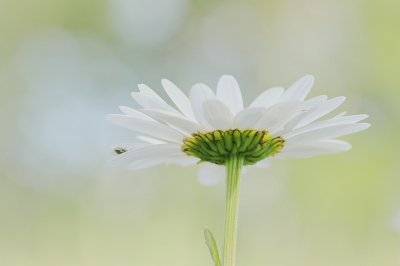 <i class='fa fa-user'></i>&nbsp;Tineke Strijbosch&nbsp;|  Gewone Margriet&nbsp; <i class='fa fa-eye'>&nbsp;42</i> &nbsp;<i class='fa fa-thumbs-up'>&nbsp;2</i> &nbsp; <i class='fa fa-comment-o'>&nbsp;3</i>