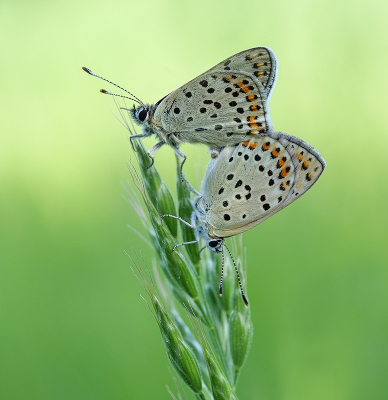 <i class='fa fa-user'></i>&nbsp;Jurgen Maassen&nbsp;|  Bruine Vuurvlinder&nbsp; <i class='fa fa-eye'>&nbsp;84</i> &nbsp;<i class='fa fa-thumbs-up'>&nbsp;11</i> &nbsp; <i class='fa fa-comment-o'>&nbsp;6</i>