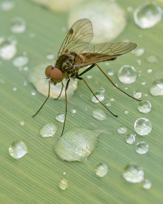 <i class='fa fa-user'></i>&nbsp;Johan van Gurp&nbsp;|  Gewoon Goudlokje&nbsp; <i class='fa fa-eye'>&nbsp;69</i> &nbsp;<i class='fa fa-thumbs-up'>&nbsp;4</i> &nbsp; <i class='fa fa-comment-o'>&nbsp;6</i>